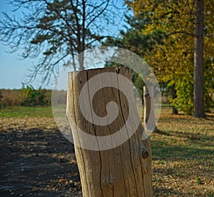 White cutoff tree trunk without bark, close up