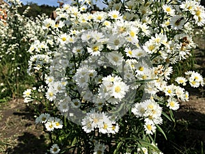 White cutter flower/aster ericoides flower is blooming in the garden