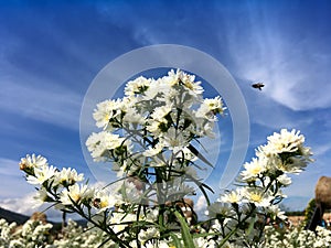 White cutter flower/aster ericoides flower with flying bee in the garden under blue sky