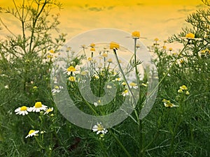 White cutter flower/aster ericoides flower in the garden