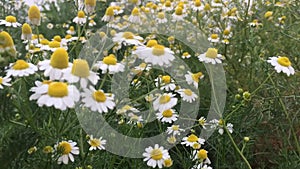 White cutter flower/aster ericoides flower movement over strong wind.