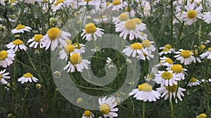 White cutter flower/aster ericoides flower movement over strong wind.