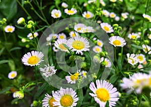 White cutter flower/aster ericoides flower with raindrop on pollen