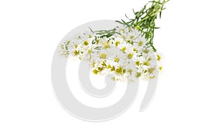 White cutter flower isolate on white