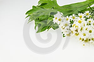 White cutter flower with leavesà¹ƒWhite Background.Top area focus