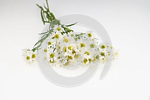 White cutter flower, Name of Science Aster sp.White Backgound