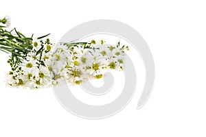 White cutter flower, Name of Science Aster sp.White Background