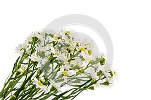 White cutter flower, Name of Science Aster sp.White Background