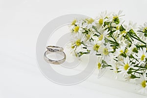 White cutter flower, Name of Science Aster sp.White Background