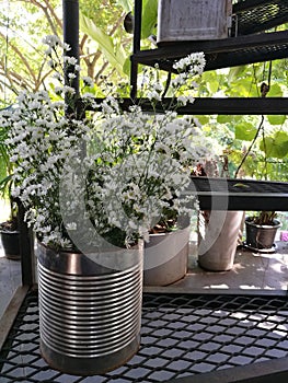 White cutters flowers in tin at side on staircase at the garden with blur background, nature background of cutter flower, vintage