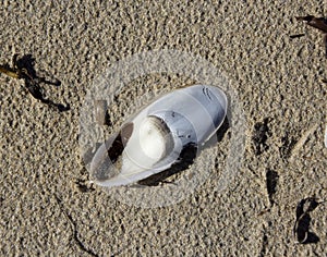 White Cuttlebone lying on wet sandy beach.