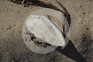 White Cuttlebone lying on wet sandy beach.