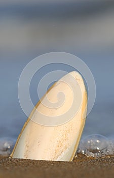white cuttlefish bone on the shore of the sandy beach with the b