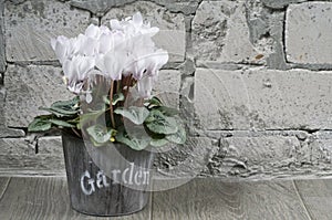 White cyclamen in a flower pot