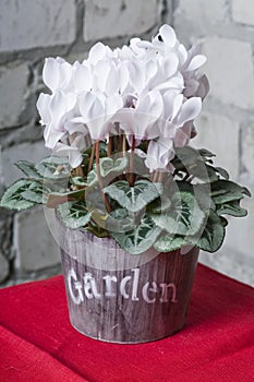 White cyclamen in a flower pot
