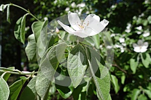 White Cydonia oblonga flower from the side