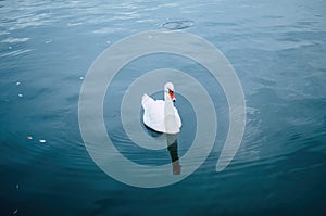 white cygnet on the water surface. Front view of elegant waterfowl