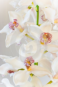 White Cymbidium or Boat orchid flowers