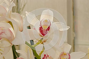 White Cymbidium Orchid