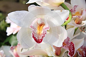 White cymbidium orchids