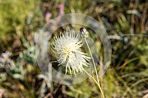A white Cynara thistle head with a flower is on a beautiful blurred green background in fields in summer