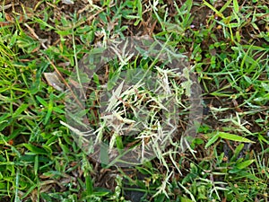 White Cynodon dactylon grass.