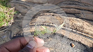 White Cynodon dactylon grass.