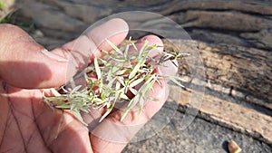 White Cynodon dactylon grass.
