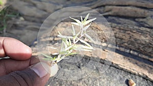 White Cynodon dactylon grass.