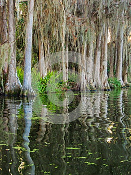 White cypress trees in the saltwater swamp