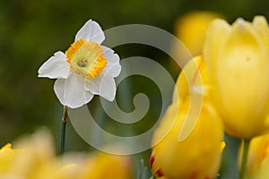 White Daffadil standout yellow tulip background