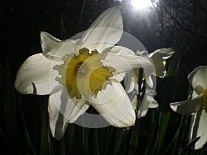 White Daffodil