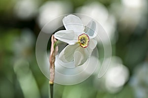 White daffodil