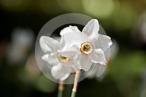 White daffodil