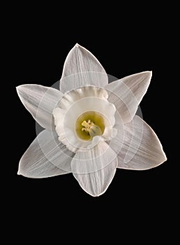 White daffodil photo