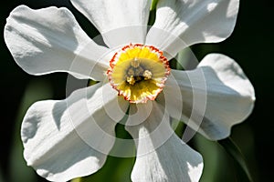 White Daffodil Blooming in Garden