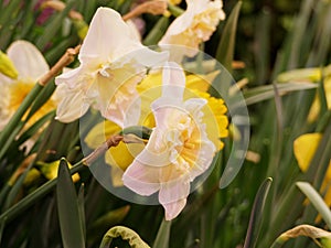 White daffodil close up. Daffodils on a dark background