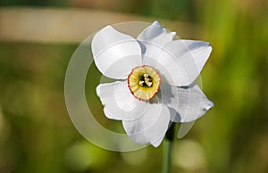 White daffodil close up
