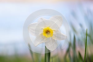 White daffodil close-up on a light background