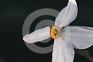 white daffodil close-up