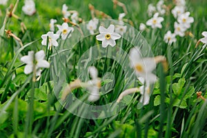 White daffodil field photo