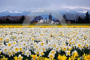 White daffodil fields and snowcapped mountains at the background.