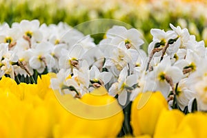White daffodil flower bed of in the park at Keukenhof