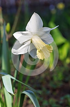 White daffodil, flower that flowers spring beds and gardens