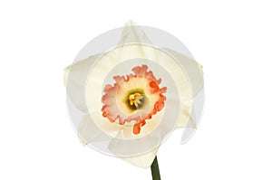 White Daffodil flower