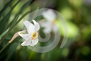 White daffodil flower