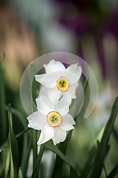 White daffodil flower
