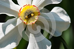 White Daffodil Flower in Spring Garden