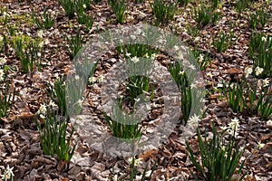 White daffodil flowers in a forest