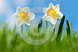 White daffodil flowers with an orange center.